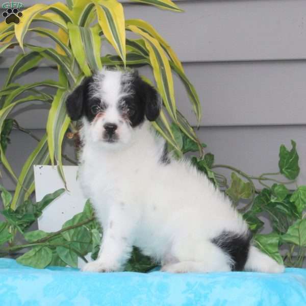 Panda, Maltese Mix Puppy